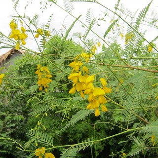 1GR - HẠT GIỐNG CÂY BÔNG HOA ĐIÊN ĐIỂN