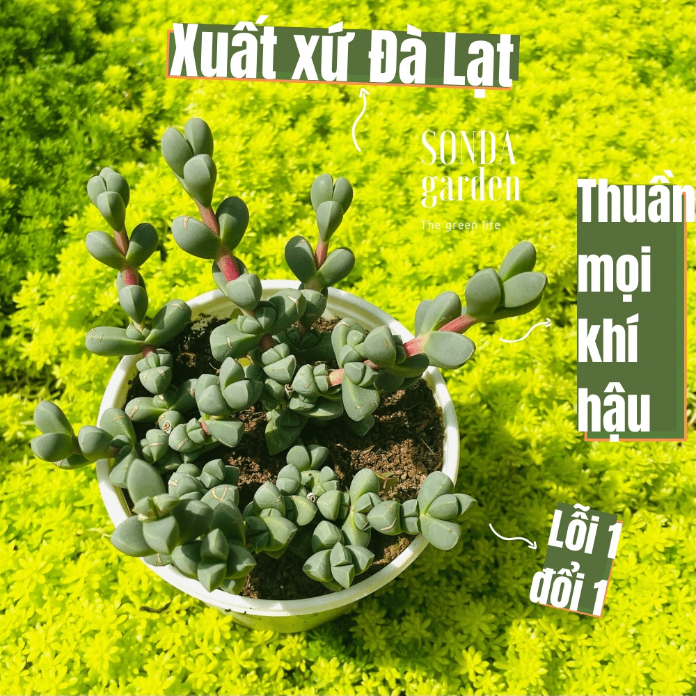 Sen đá tim SONDA GARDEN size trung bình 10cm, cây cảnh trang trí nhà cửa, lỗi 1 đổi 1