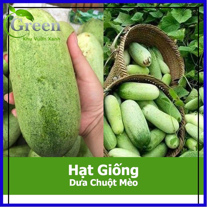 Hạt Giống Dưa Chuột Mèo Siêu To (20H)