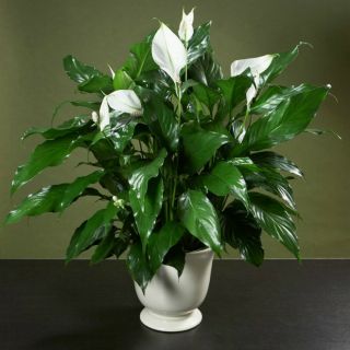 chậu cây lan ý siêu khỏe