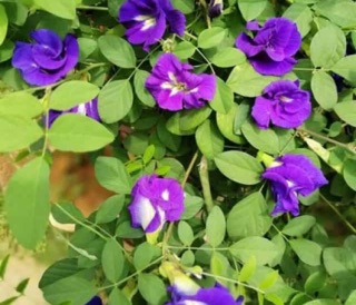 Cây đậu biếc giống