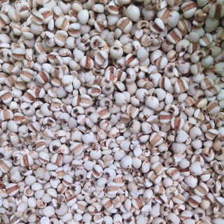 Hạt y sỹ nếp - hạt bo bo / 500g