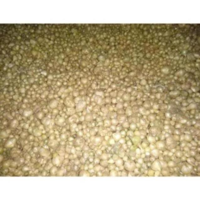 Củ nén 🧅Hành tăm GÓI 1KG Loại 1 đặc sản Nghệ An siêu sạch, thơm ngon | BigBuy360 - bigbuy360.vn