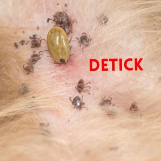 VE/RẬN CHÓ - ĐỪNG LO, ĐÃ CÓ #DETICK