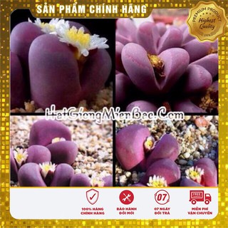 Hạt Giống Hoa Thạch Lam(Đá Sống)4-5 hạt