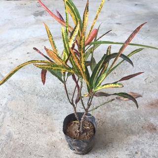 Cây cô tòng đuôi lương đẹp