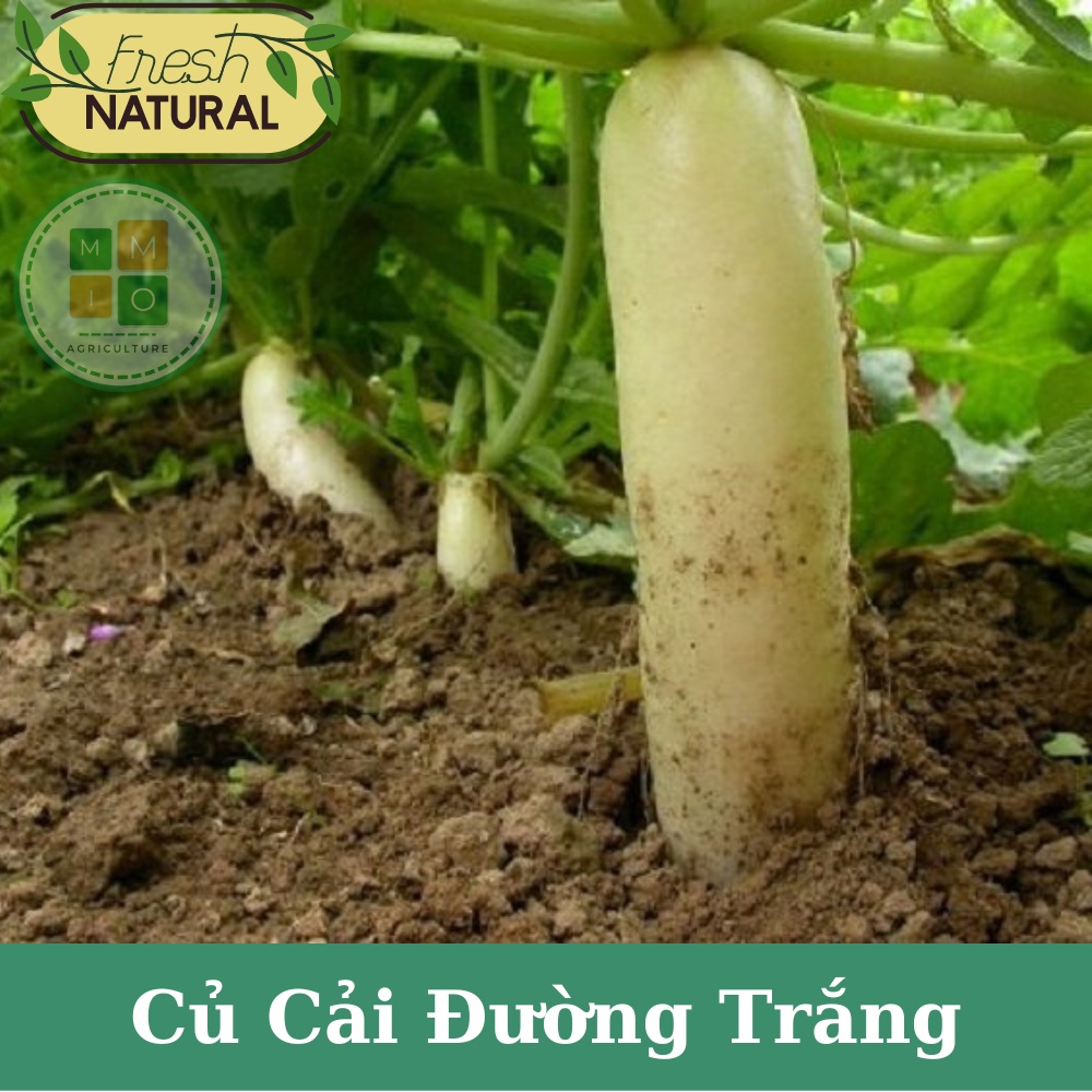 Hạt giống củ cải trắng chịu nhiệt