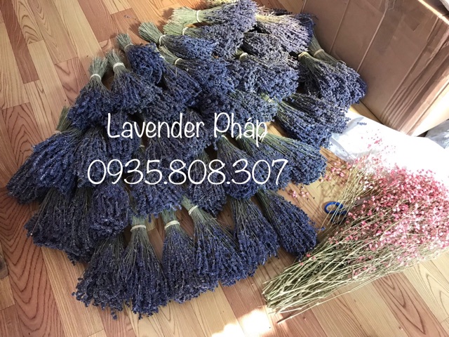 Hoa True Lavender Pháp