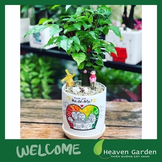 cây hạnh phúc ( cây để bàn văn phòng)