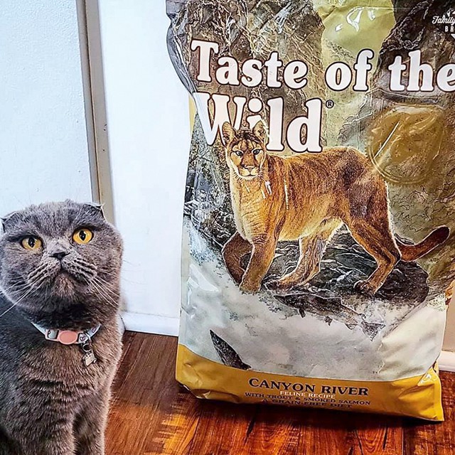 [Nhập Khẩu USA] Thức Ăn Cho Mèo Tai Cụp Taste Of The Wild Canyon River Bao 400g - Cá Hồi, Rau Củ Quả, Trái Cây Tự Nhiên