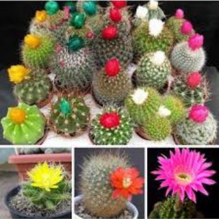 Hạt giống Xương Rồng Mix
