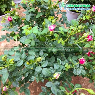 Cây hoa hồng siêu nụ Đà Lạt