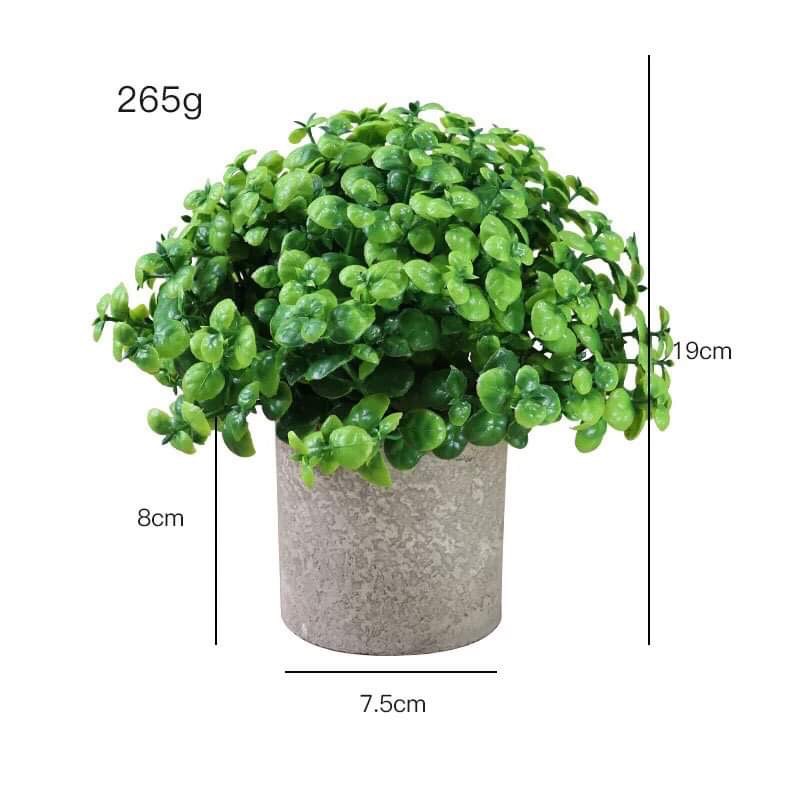 Cây để bàn decor