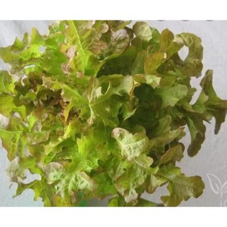 Hạt xà lách sồi đỏ Oakleaf - gói 2 gram