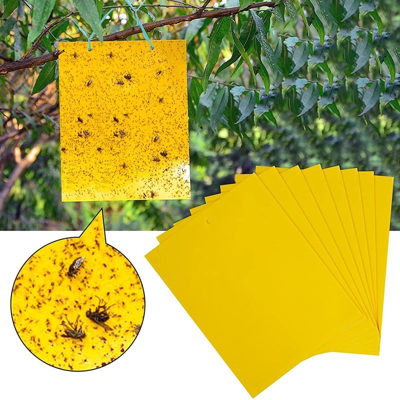 Bộ 10 bẫy dính côn trùng hai mặt