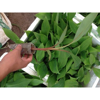 Cây chuối đỏ Dacca nuôi cấy mô.