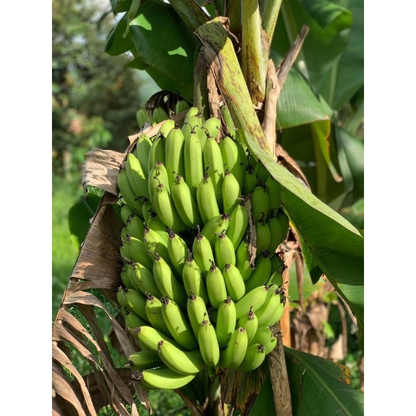 Chuối Già sấy dẻo An Hòa Farm 150gr HSD 12 tháng