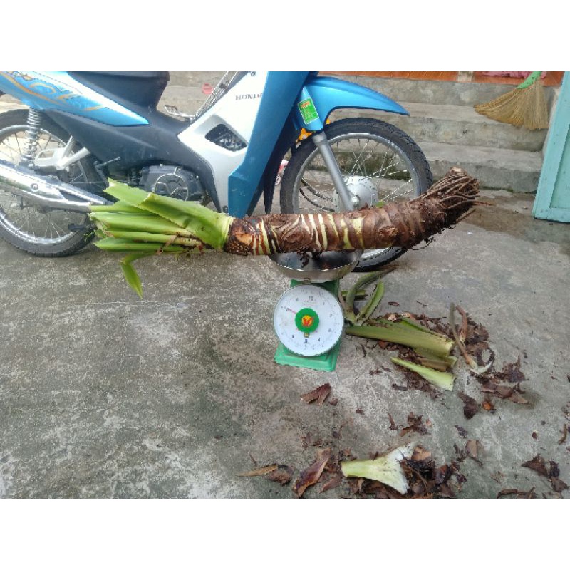 Cây ráy voi siêu khủng nặng 8-10kg cao 1m