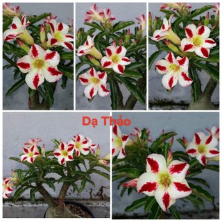 5 cây sứ thái giống