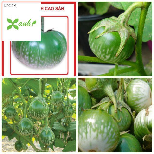 HẠT GIỐNG CÀ BÁT XANH - gói 1 gam