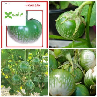 Hạt giống cà bát xanh - gói 1 gam