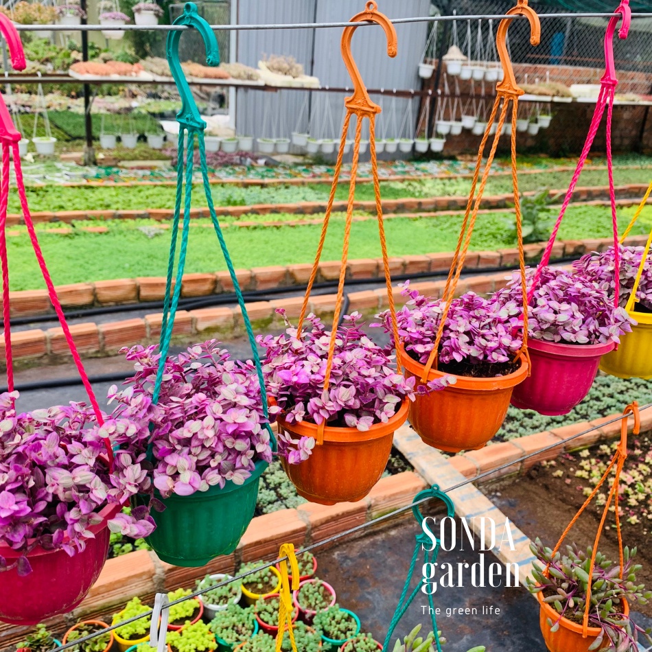 Cỏ pink SONDA GARDEN trồng chậu treo đường kính 9cm, cây cảnh trang trí nhà cửa, lỗi 1 đổi 1