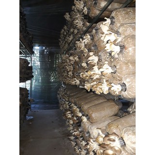 PHÔI NẤM BÀO NGƯ XÁM HỮU CƠ (COMBO 10 BỊCH CÓ KÈM NẮP ĐẬY)