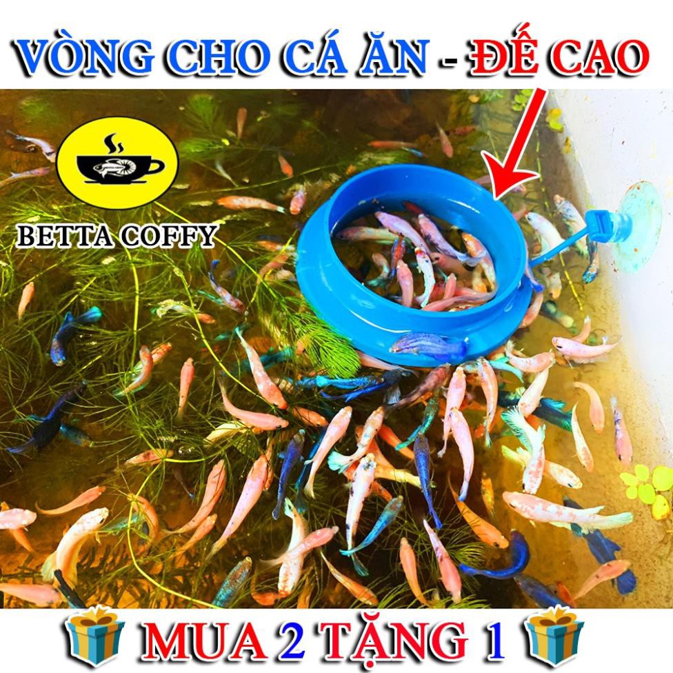 Thùng Nhựa Ép &amp; Nuôi Cá Betta - Guppy  BETTA COFFY ☕️