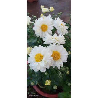 cúc đổi màu đang nụ size to đep