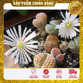 Hạt giống Cây Thạch Lan 5 Hạt