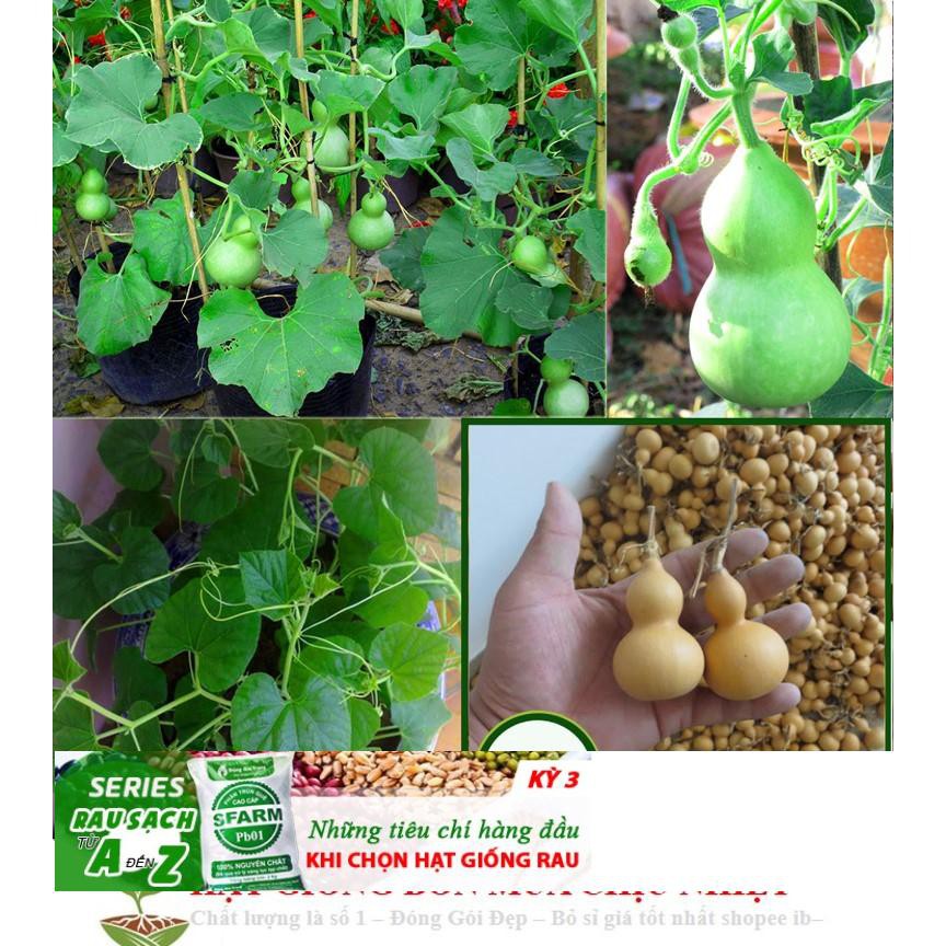 Hạt Giống Bầu Hồ Lô - Mini Siêu Kute  5 hạt ĐẾN MÙA TRỒNG TẾT