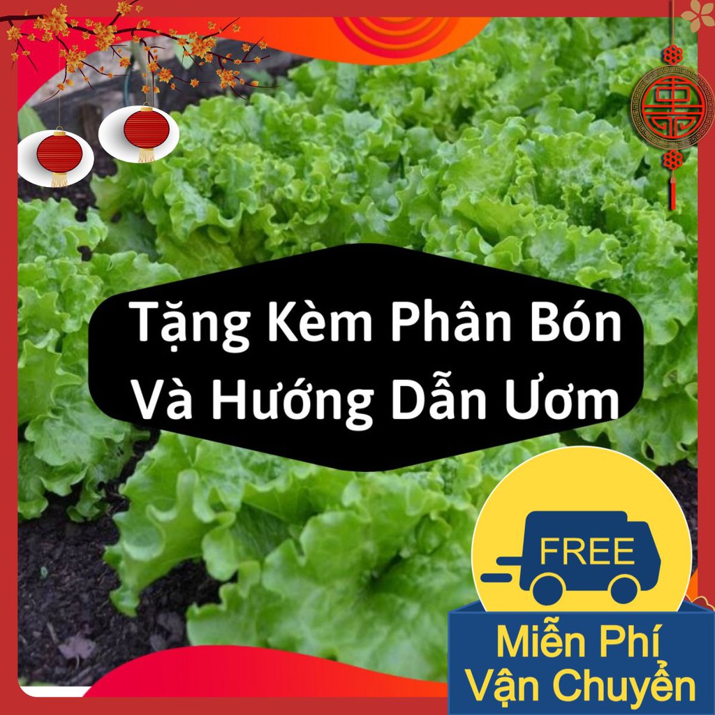 Gói Hạt Giống Xà Lách Xoăn Xanh