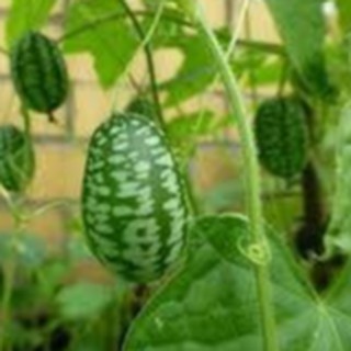 Hạt giống dưa hấu tí hon ( Gói 10 hạt/Tặng gói kích mầm hạt )