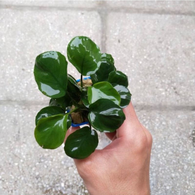 Ráy lá nhọn, ráy lá tròn, ráy lá vàng, trầu bà thái,  Các loại cây dễ trồng không cần nhiều co2. Có thể gắn lên đá lũa.