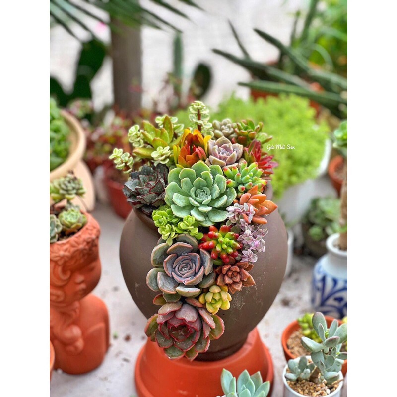 Chậu gốm, đất nung xẻ thân trồng cây sen đá decor cực đẹp, hàng sẵn kho