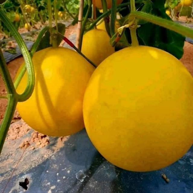 HẠT GIỐNG DƯA LÊ KIM CÔ LƯƠNG SIÊU NGỌT