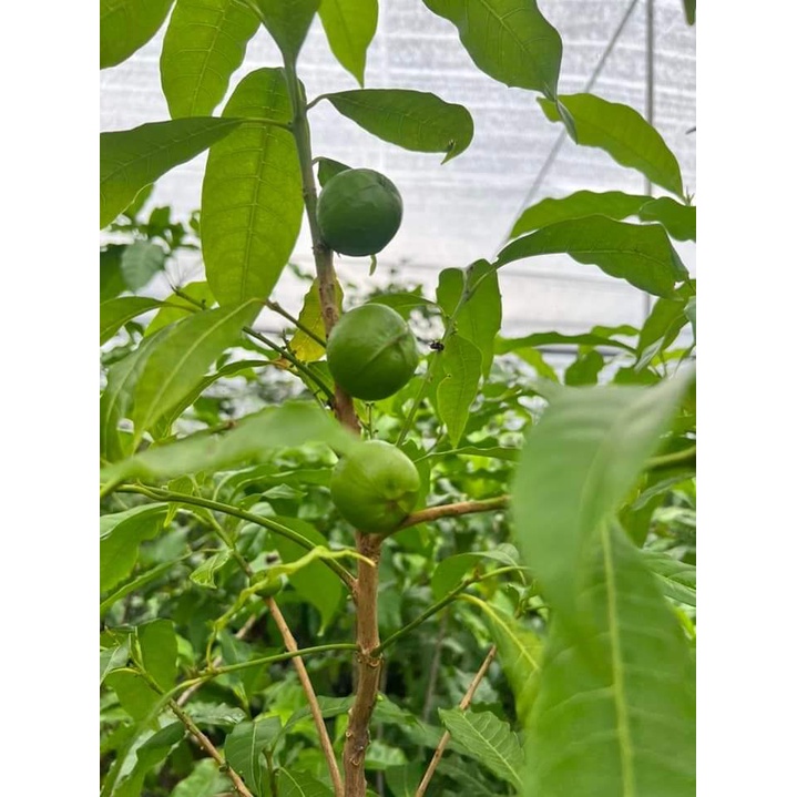 Cây Giống Vú Sữa Hoàng Kim