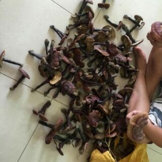 Nấm lim xanh rừng 100g