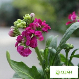 Hạt giống hoa Hoàng Anh nhiều màu