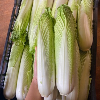 Cải thảo hoả tiễn - Cải thảo Đà Lạt - Rau củ Đà Lạt