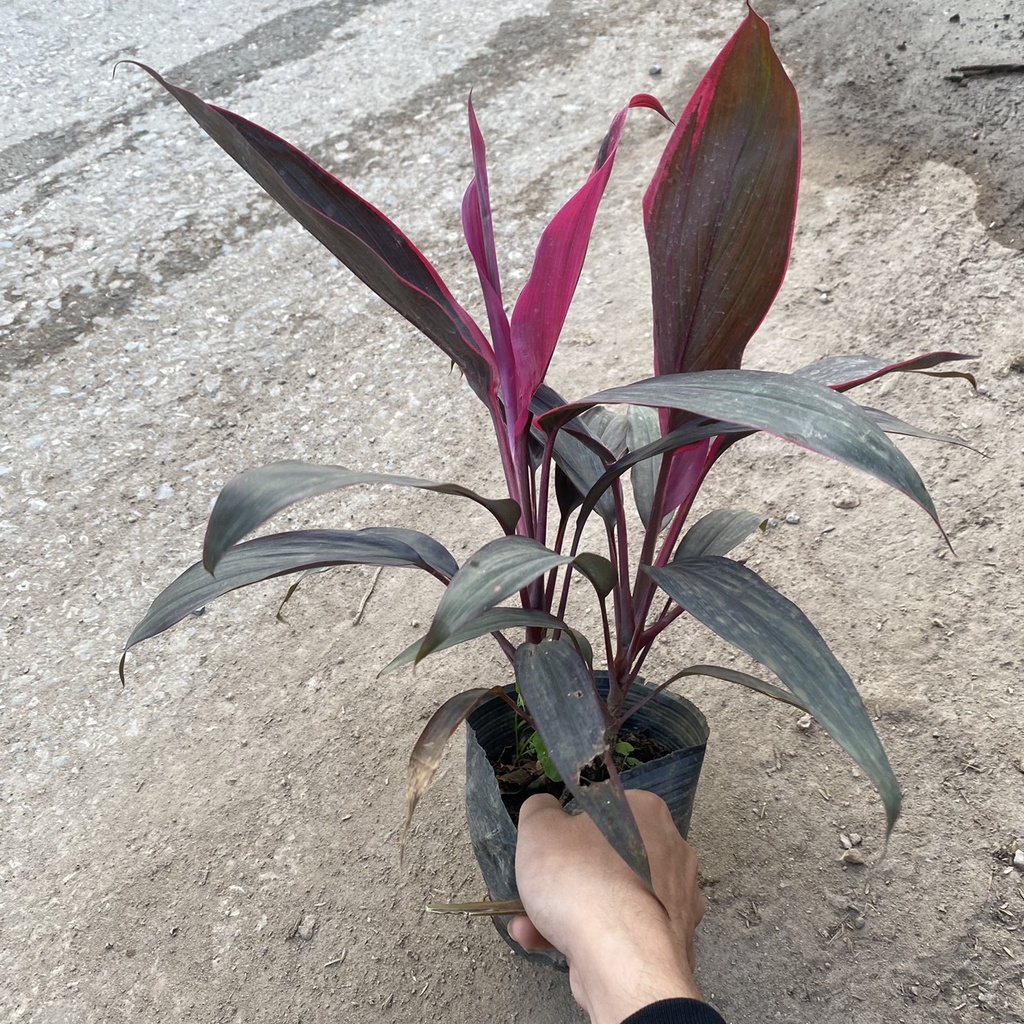 Cây huyết dụ trồng công trình sân vườn bồn hoa