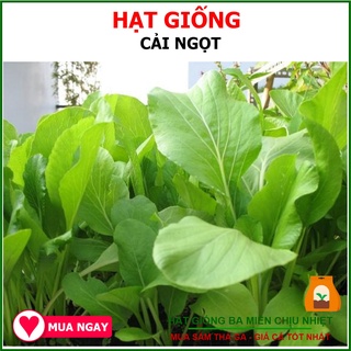 1KG Hạt Giống Cải Ngọt Nguyên Bao Bì Nhà Sản Xuất (Brassica integrifolia)
