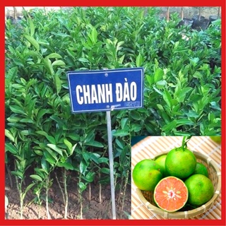 Cây giống chanh đào chuẩn giống ra quả vỏ mỏng ruột hồng mùi thơm