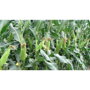 (Gói 15 hạt)Hạt giống ngô ngọt ( bắp mỹ ) dễ trồng kháng bệnh tốt năng suất cao