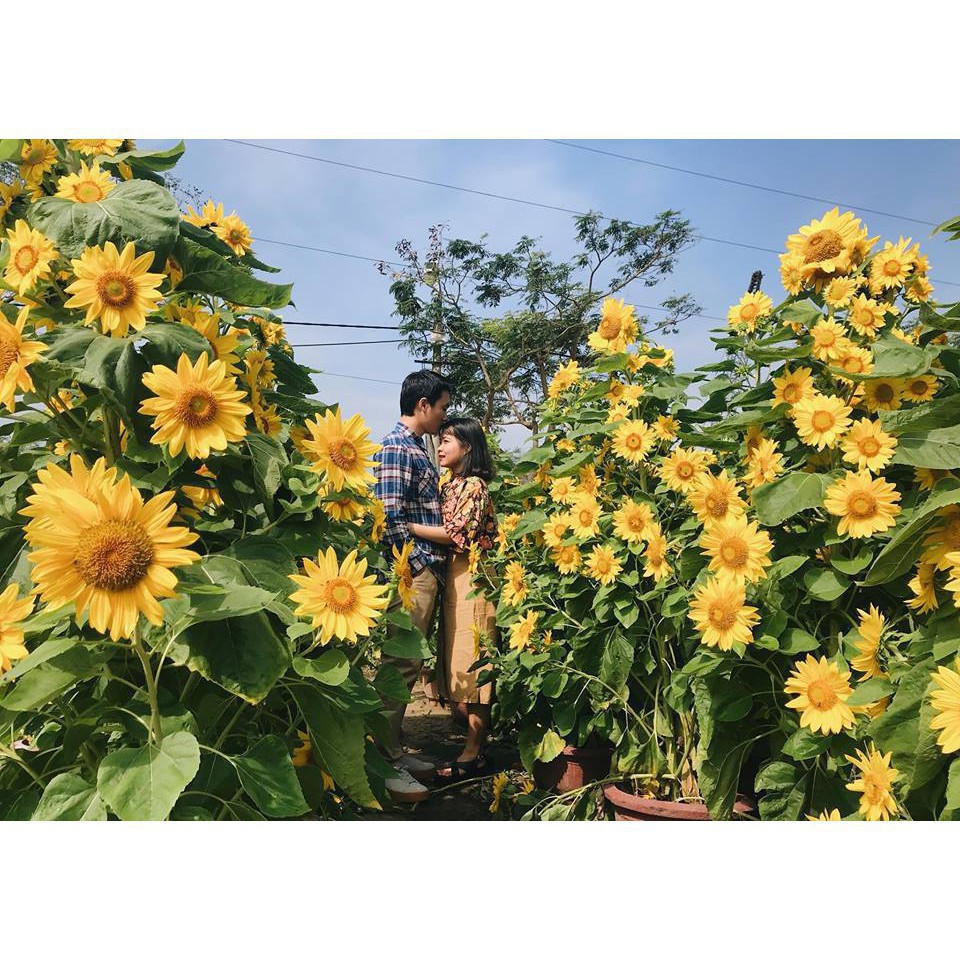 Hạt Giống Hoa Hướng Dương Siêu Hoa