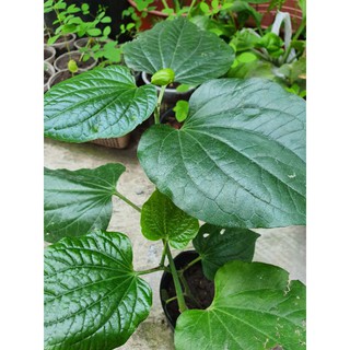 Cây lá lốt. hay còn gọi lá lốp.