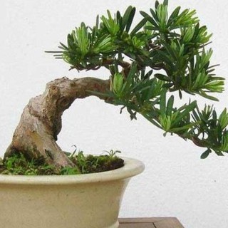 Hạt giống cây tùng la hán ( Gói 10 Hạt Tặng Gói Kích Thích Hạt Nảy Mầm ) - STHG2