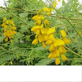 Hạt Giống Bông Điên Điển Gói 1gr