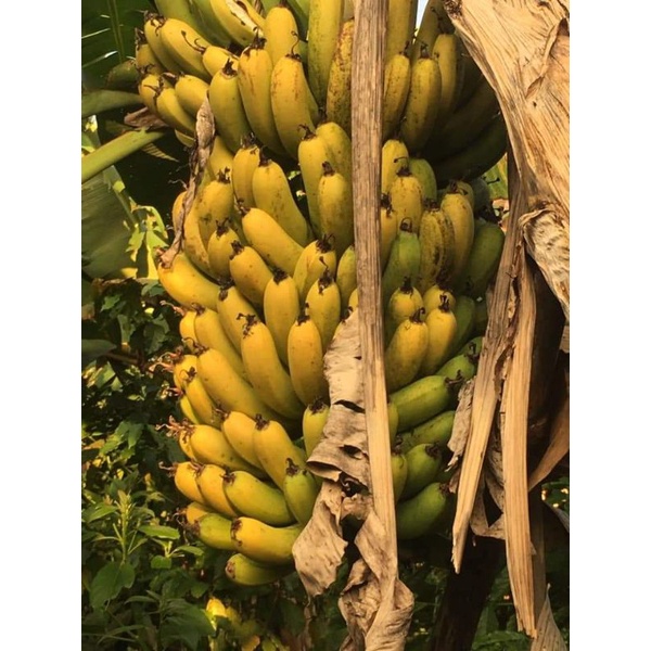 Chuối laba Lâm Đồng- 1 nải hàng sạch