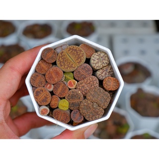 Lithops ( thạch lan ) Mông nhà Gác Mái Sen
